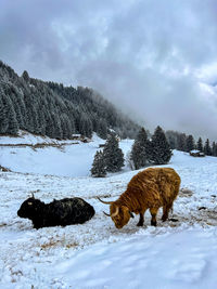 Horse standing on snow covered landscape