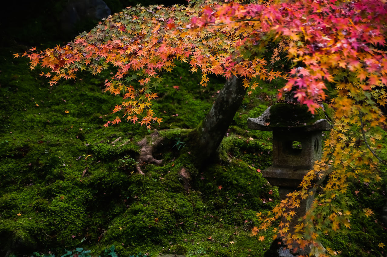 TREES AND PLANTS IN GARDEN