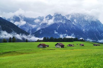 Horses on grassy field against mountain range