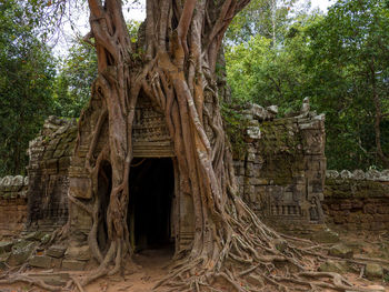 Trees in a temple