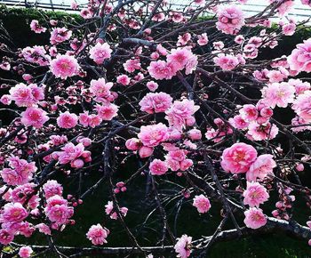 Close-up of pink cherry blossoms in spring