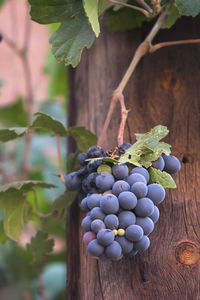 Close-up of grapes in vineyard