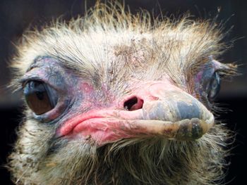 Close-up of ostrich