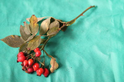 High angle view of berries on plant