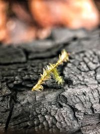 Close-up of insect on tree trunk