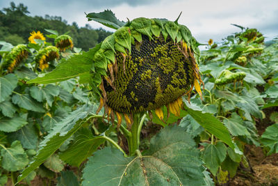 Close-up of sunflower growing on tree