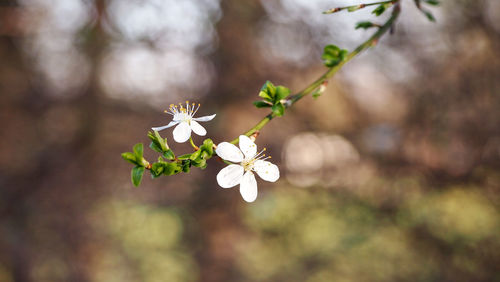 Close-up of white flowers blooming on tree