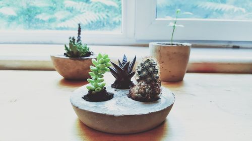 Close-up of potted plant on window sill