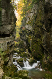 Scenic view of waterfall in forest