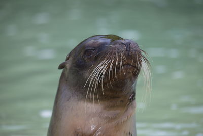 Closeup portrait of galapagos fur seal arctocephalus galapagoensis head sticking out of water