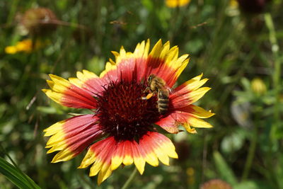 Close-up of honey bee on flower during sunny day
