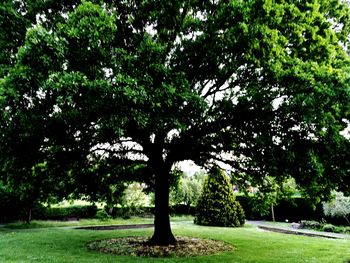 Trees in park