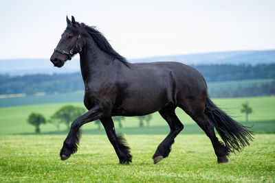 Horse on field