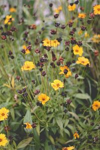 Close-up of yellow flowers blooming in field