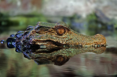 Profile view of crocodile with reflection in water