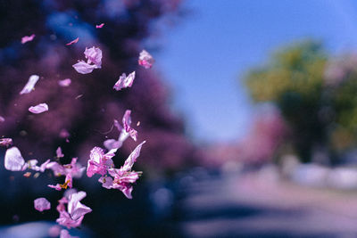 Close-up of pink cherry blossom