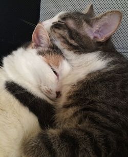 Close-up of cat sleeping