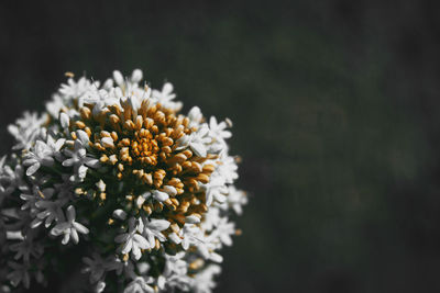 Close-up of flowering plant