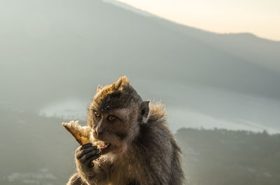 Close-up of an animal against blurred background