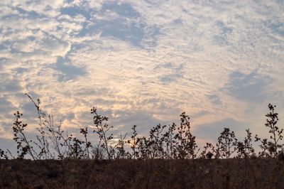 Plants growing on field against sky during sunset