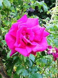 Close-up of pink flower