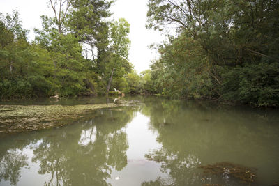 Scenic view of lake in forest against sky