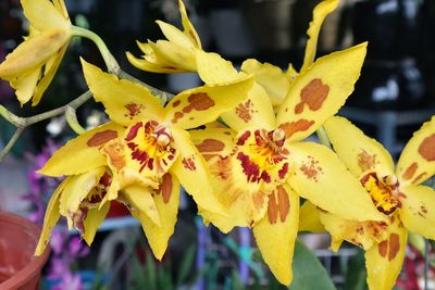 Close-up of yellow flower