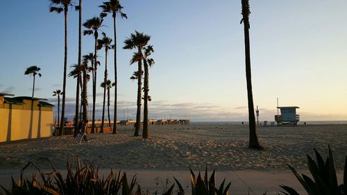 Palm trees at beach against sky