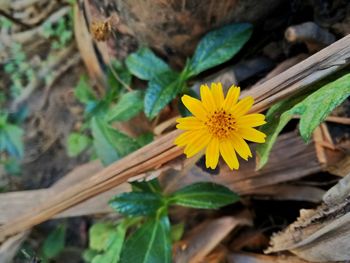 Close-up of yellow flowers blooming outdoors