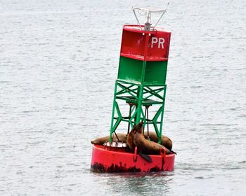 Seals on navigational buoy in sea