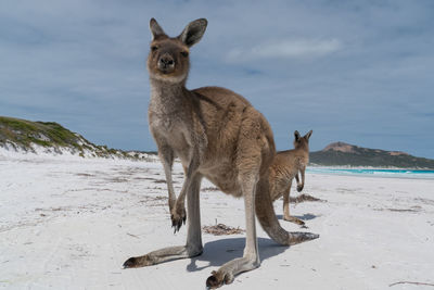 Kangaroos on the white beach of lucky bay, cape le grand national park, western australia