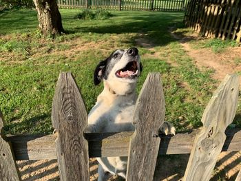Dog looking away while sitting on wooden fence