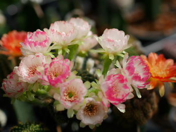 Close-up of pink flowering plants