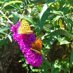 Close-up of butterfly on flower