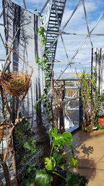 Plants growing by building against sky