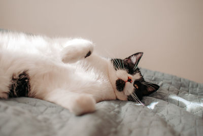 Close-up of cat lying on bed at home