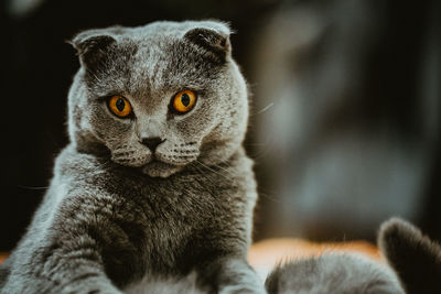 Close-up portrait of cat looking at camera