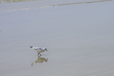 Bird in lake