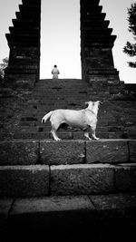 Low angle view of horse on steps against sky