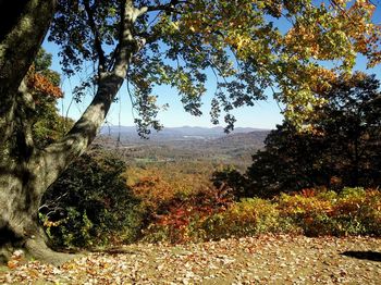 Trees growing on landscape