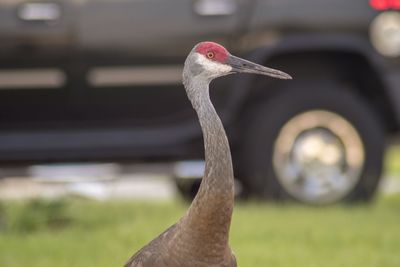 Close-up of a bird on land