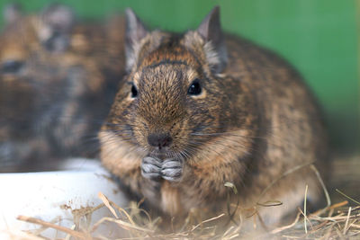 Close-up portrait of squirrel