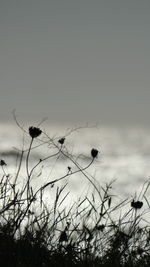 Close-up of silhouette plants against sky