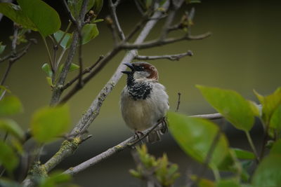 Bird perching on a branch