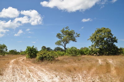 Trees on field against sky
