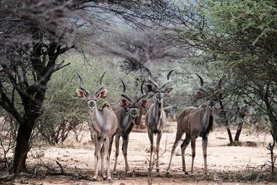 Portrait of kudus standing in forest