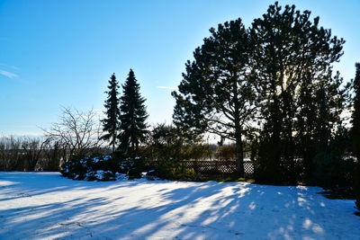 Pine trees on snow covered field against sky