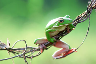 Close-up of lizard on branch