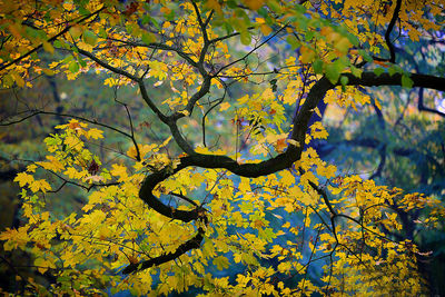 Low angle view of tree during autumn