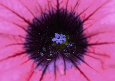 Close-up of pink flower